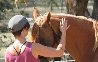equine assisted experiences
