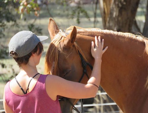 Equine Assisted Experiences Peakgrove Solutions