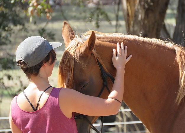 equine assisted experiences
