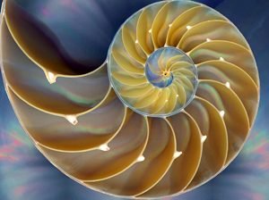 gestalt spiral shell